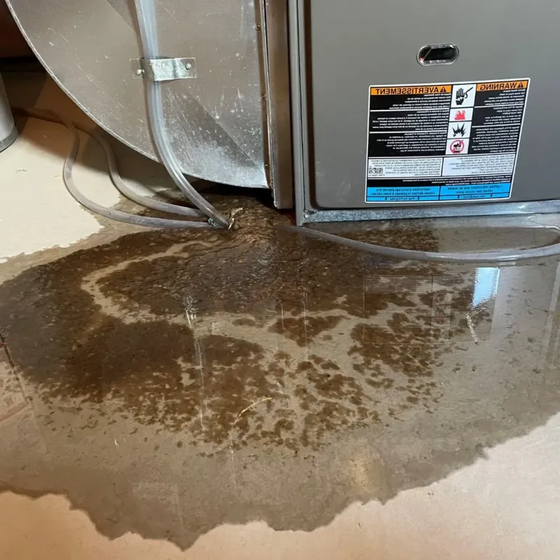 Pipe Burst and Leak Restoration in Zephyrhills, FL